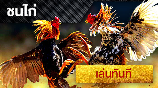 คาสิโน ไก่ชน (rooster fighting) คาสิโนออนไลน์ พนันออนไลน์ เว็บการพนัน Nowbet Asia